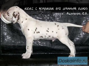 Продается щенок ДАЛМАТИНа с документами