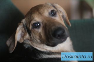 Почечуйники ищут дом и любящих хозяев
