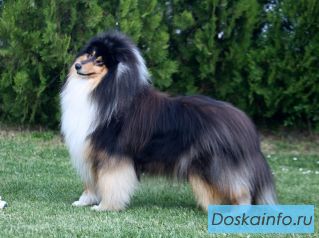 Щенки колли