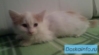Котёнок в добры руки