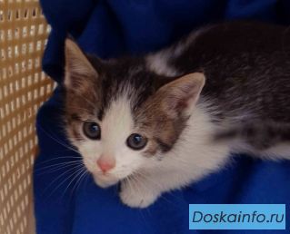 Малыш Лоло ищет хозяев! Отдам котенка