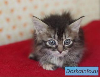 Маленькая шпротинка Триша ищет дом. Отдам котенка