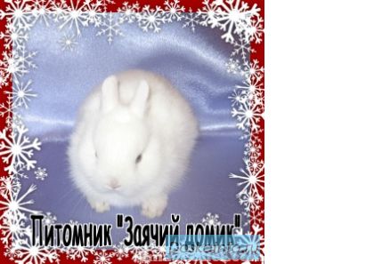 Карликовые крольчата