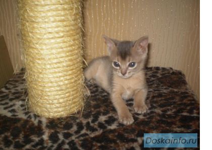 Абиссинский котенок
