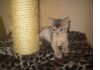 Абиссинский котенок