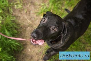 Щенки девочки ищут дом и любящих хозяев