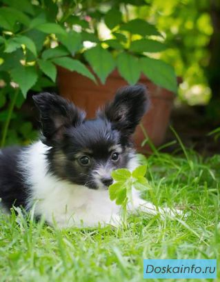 Щенки папийона продажа! papillon puppies for sale!