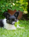 Щенки папийона продажа! papillon puppies for sale!