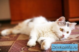 Миниатюрная Кошка в добрые руки в дар!