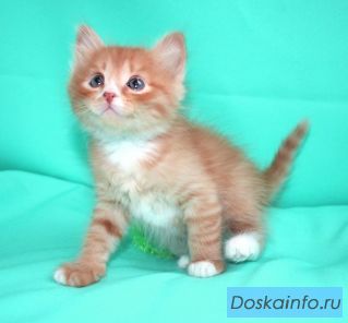 Потрясающие котята ищут хозяев!