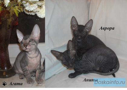 Котята Донского Сфинкса!!!