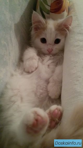 Отдам котёнка в добрые руки