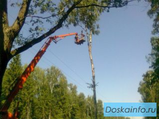 Расчистка участка под строительство от деревьев