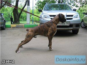 Боксерчики к Новому году
