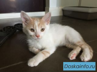 Замечательные котята в дар! Отдам котенка