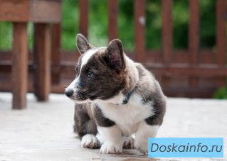 Щенки Вельш Корги Кардиган