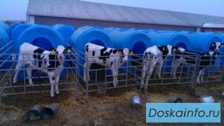 Продаются телята, с доставкой от 1-3 месяцев,