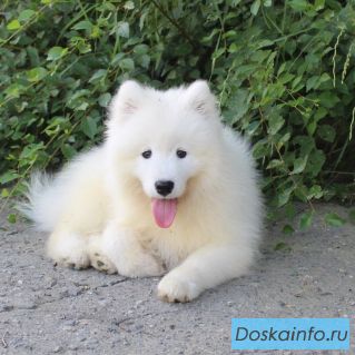 Щенок самоедской собаки