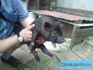 Вислобрюхие вьетнамские свинки и кабанчики