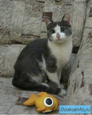 Котенок Тимоша ищет дом