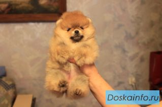 Щенки померанского шпица от 3-х месяцев
