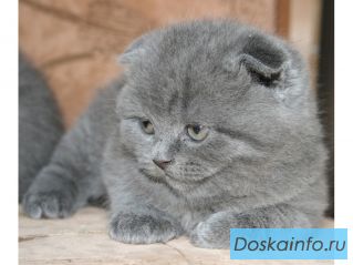 Два котенка шотландские вислоухие 1,5 месяца голубого и тигрового окраса.