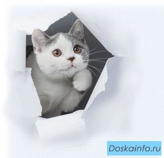Британские котята , уют и тепло вашего дома!