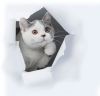 Британские котята , уют и тепло вашего дома!
