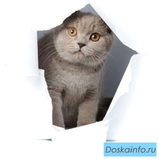 Лиловый плюх.