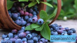 Продажа ягод  оптом