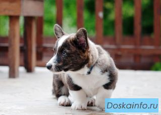 Щенки Вельш Корги         Кардиган