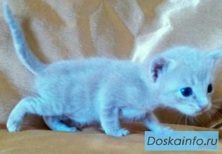 Котёнок+подарок