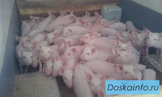 Поросята крепкие