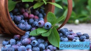 Продажа ягод оптом'