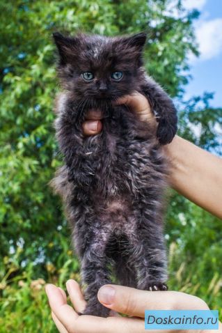 Крошки котята в поисках дома