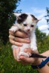 Уменьшенная картинка