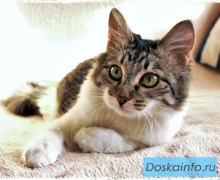 Зеленоглазая молодая кошечка Алиса