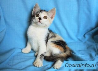 Очаровательный котенок в добрые руки
