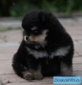 Шпиц померанский миниатюрный 