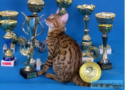 Бенгальские котята от элитных производителей 
