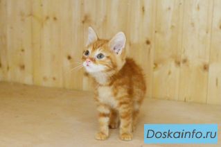 Крошки хвостатики в поисках дома. Отдам котенка