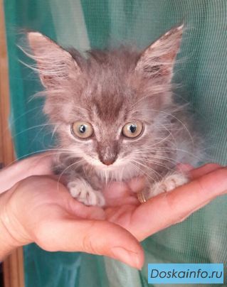 Малюсенькие котята в поисках дома