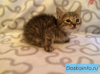Маленькие пушистые комочки ищут хозяев.