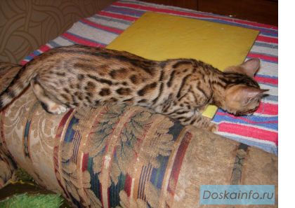 Бенгальские котята шоу-класса.