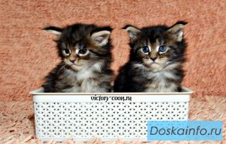 Роскошные   м а л ы ш к и   (Мейн-кун)