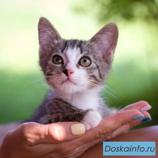 Котята ищут дом.!