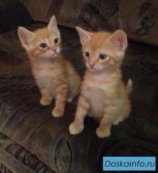 Котята-малыши в дар!