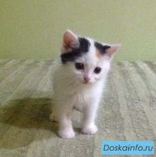 Крошка котенок в поисках дома 