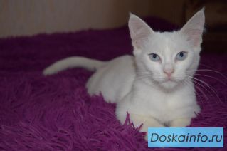 Белая кошечка 3 мес в добрые руки