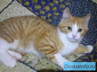 Рыжий котенок ищет хозяев